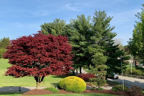 trimming and pruning of landscape