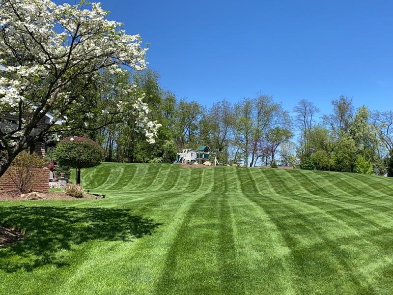 freshly mowed lawn